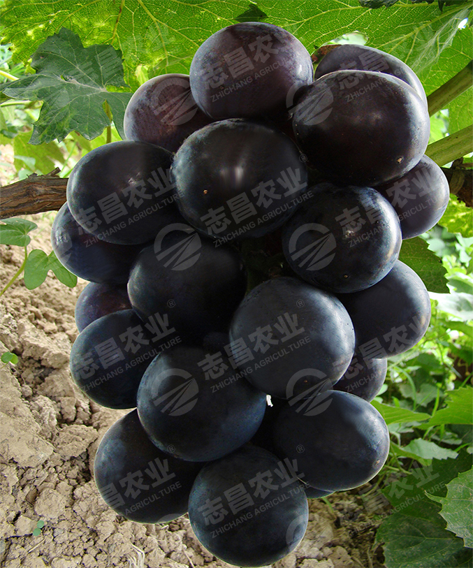 黑色甜菜網(wǎng)站.jpg