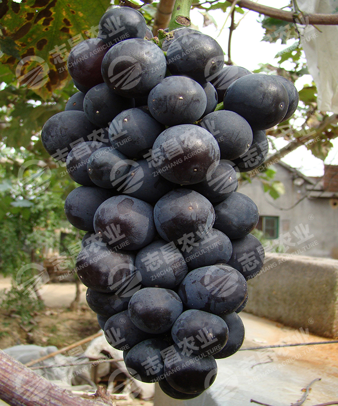京亞網(wǎng)站.jpg
