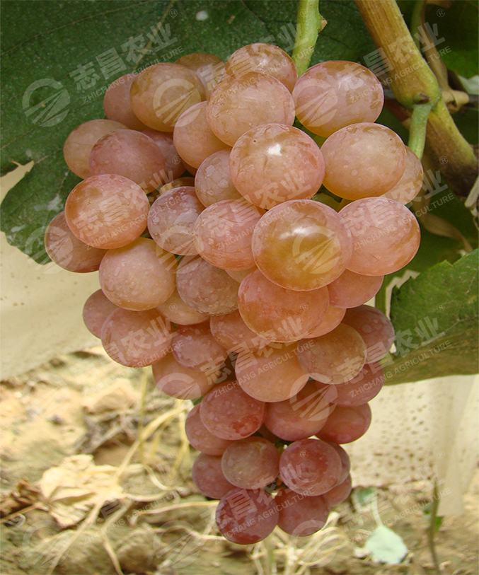 無核寒香蜜網(wǎng)站.jpg