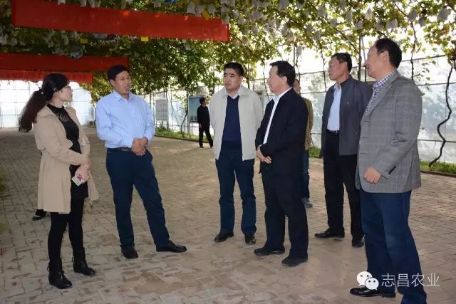 山東省供銷社領(lǐng)導(dǎo)到莒縣志昌果品專業(yè)合作社調(diào)研指導(dǎo)工作(圖1) 山東省供銷社領(lǐng)導(dǎo)到莒縣志昌果品專業(yè)合作社調(diào)研指導(dǎo)工作(圖1)