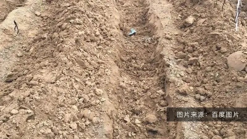 好土壤才能種出好葡萄！陽光玫瑰適合什么樣的土壤？(圖1)