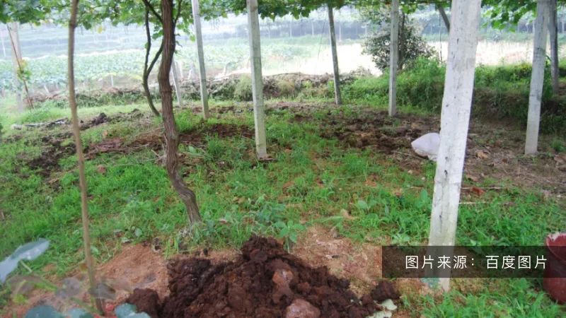 好土壤才能種出好葡萄！陽光玫瑰適合什么樣的土壤？(圖2)