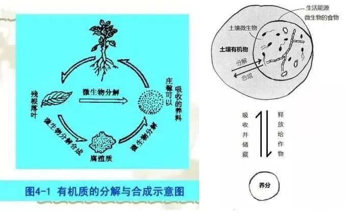 好土壤才能種出好葡萄！陽光玫瑰適合什么樣的土壤？(圖4)