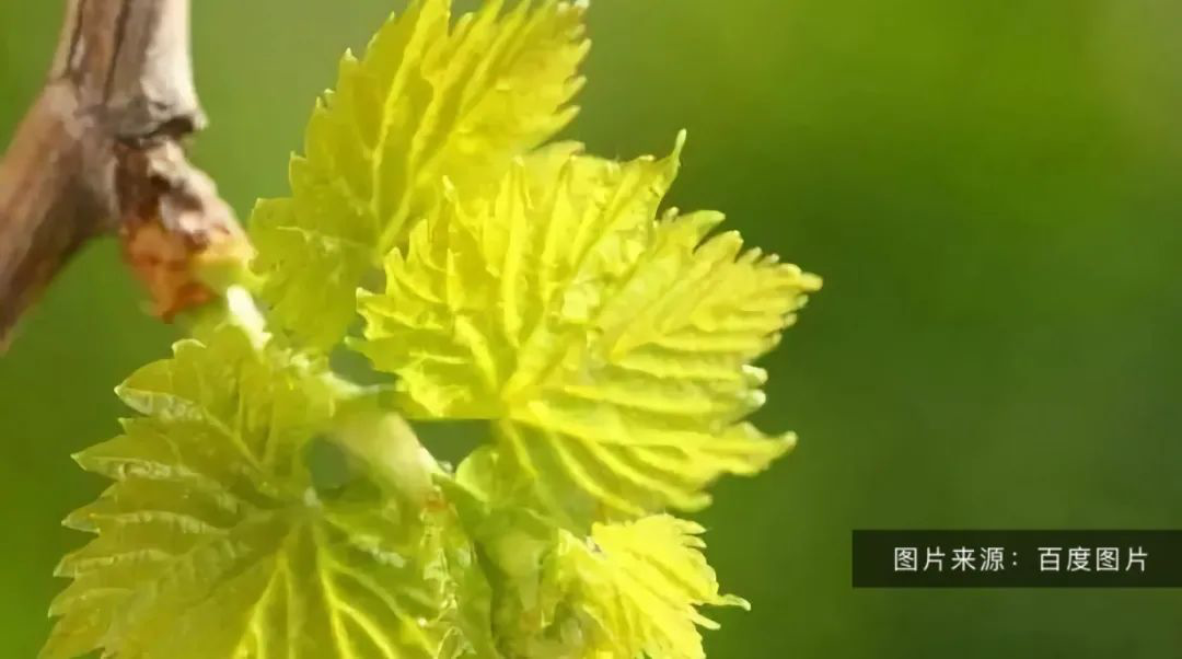 葡萄摘心技術(shù)要領(lǐng)！營養(yǎng)枝，主、側(cè)蔓延長枝如何摘心(完整版）(圖2)