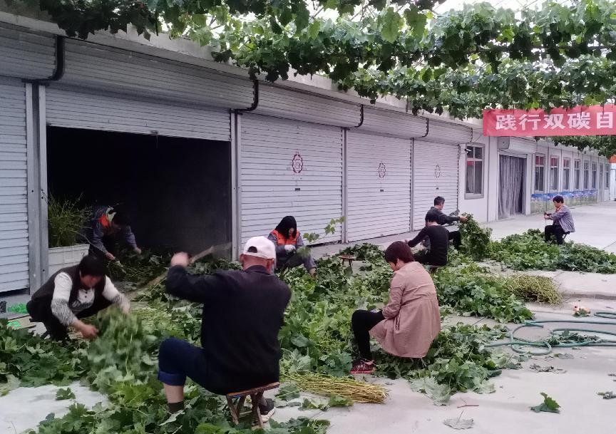 葡萄綠枝嫁接工作圓滿完成(圖3) 葡萄綠枝嫁接工作圓滿完成(圖3)